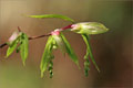 Hainbuchenblättriger Ahorn (Acer carpinifolium)