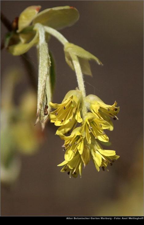 hrige Scheinhasel (Corylopsis spicata)