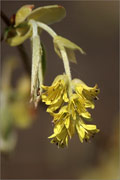 Ährige Scheinhasel - Corylopsis spicata