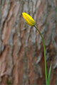 Wildtulpe (Tulipa sylvestris)