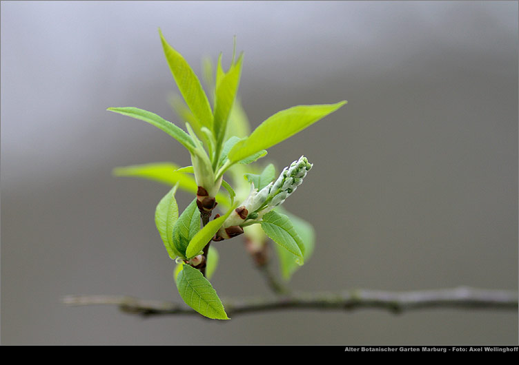 Öhrchenweide (Salix aurita)