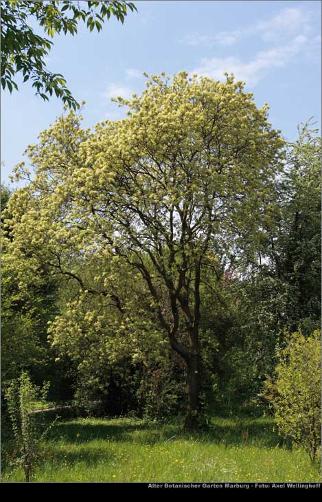 Blumen-Esche (Fraxinus ornus)