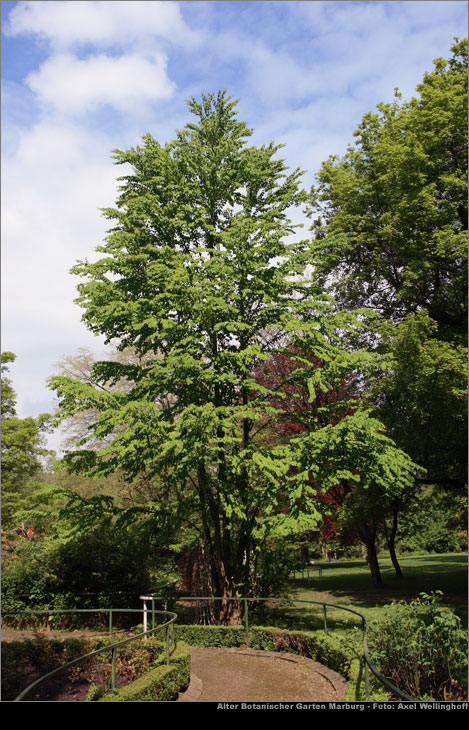 Kuchenbaum - Cercidiphyllum japonicum