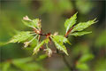 Geschlitztblättrige Buche (Fagus sylvatica laciniata)