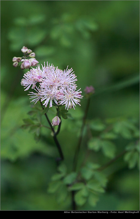 Akeleiblttrige Wiesenraute (Thalictrum aquilegiifolium)