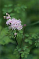 Akeleiblttrige Wiesenraute (Thalictrum aquilegiifolium)
