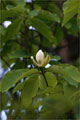 Honoki-Magnolie - Magnolia obovata