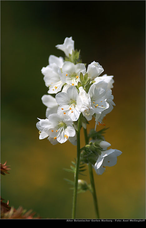 Jakobsleiter (Polemonium caeruleum)