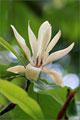 Schirm-Magnolie (Magnolia tripetala)