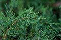 Sadebaum (Juniperus sabina)