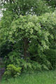 Virginische Traubenkirsche (Prunus virginiana)