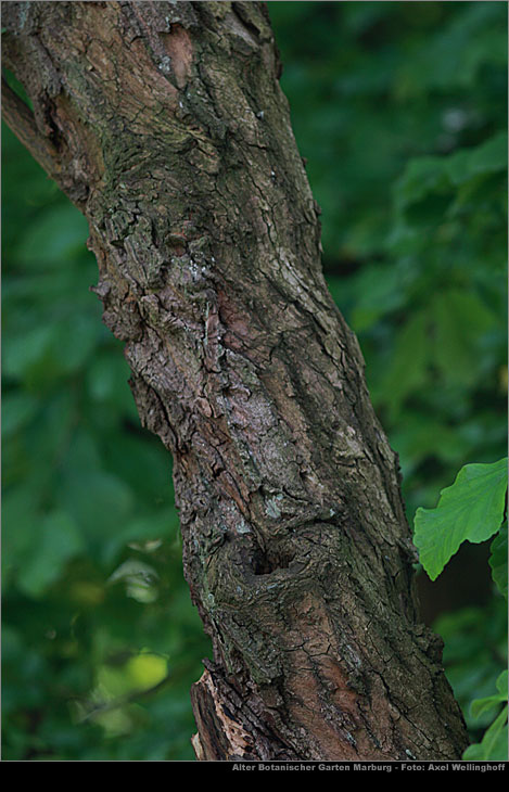 Borstiger Flgelstorax (Pterostyrax hispida)
