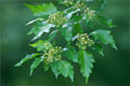 Feuer-Ahorn (Acer tataricum ssp. ginnala)