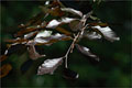 Blutbuche (Fagus sylvatica 'purpurea latifolia')