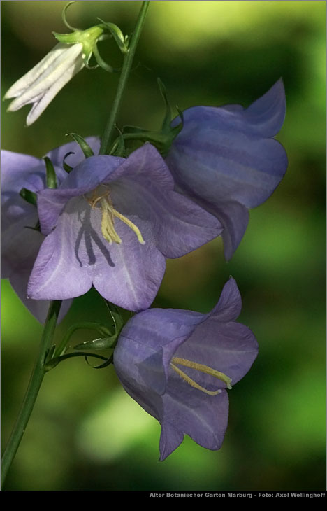Pfirsichbltige Glockenblume (Campanula persicifolia)