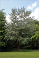Silberpappel - Populus alba