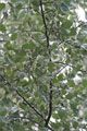 Silberpappel - Populus alba