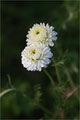 Rmische Kamille (Chamaemelum nobile)