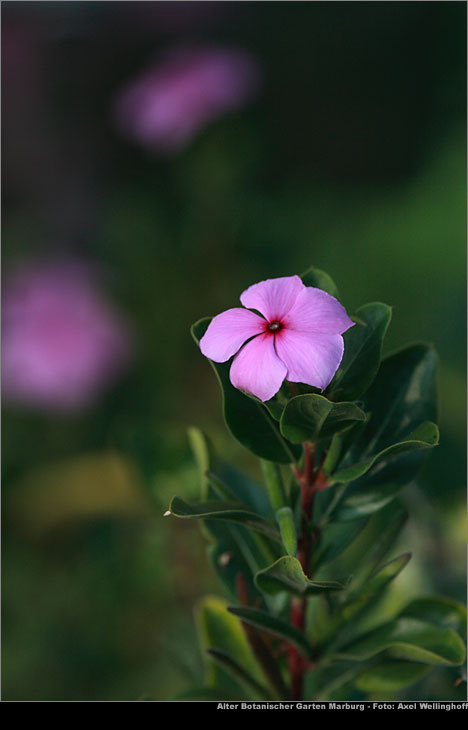 Rosafarbene Catharanthe (Catharanthus roseus)