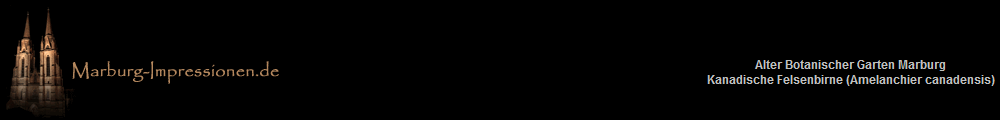 Alter Botanischer Garten Marburg
Kanadische Felsenbirne (Amelanchier canadensis)