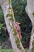 Eichhörnchen im Alten Botanischen Garten Marburg