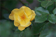 Yellow Fleurette