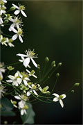 Rispenblütige Waldrebe - Clematis terniflora