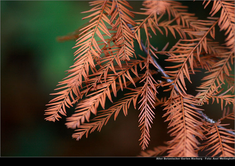 Herbstlaub der Sumpfzypresse - Taxodium distichum