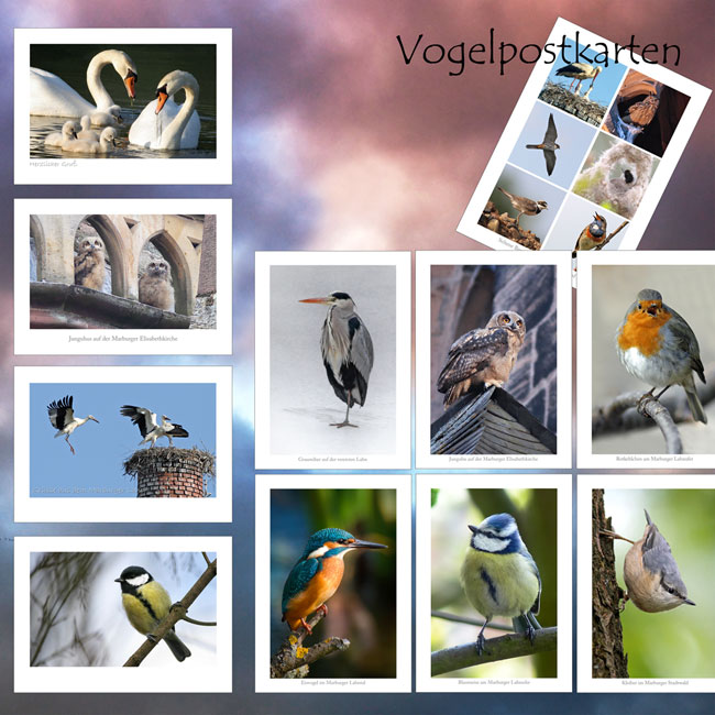 Vogelpostkarten - Marburger-Vogelwelt.de
