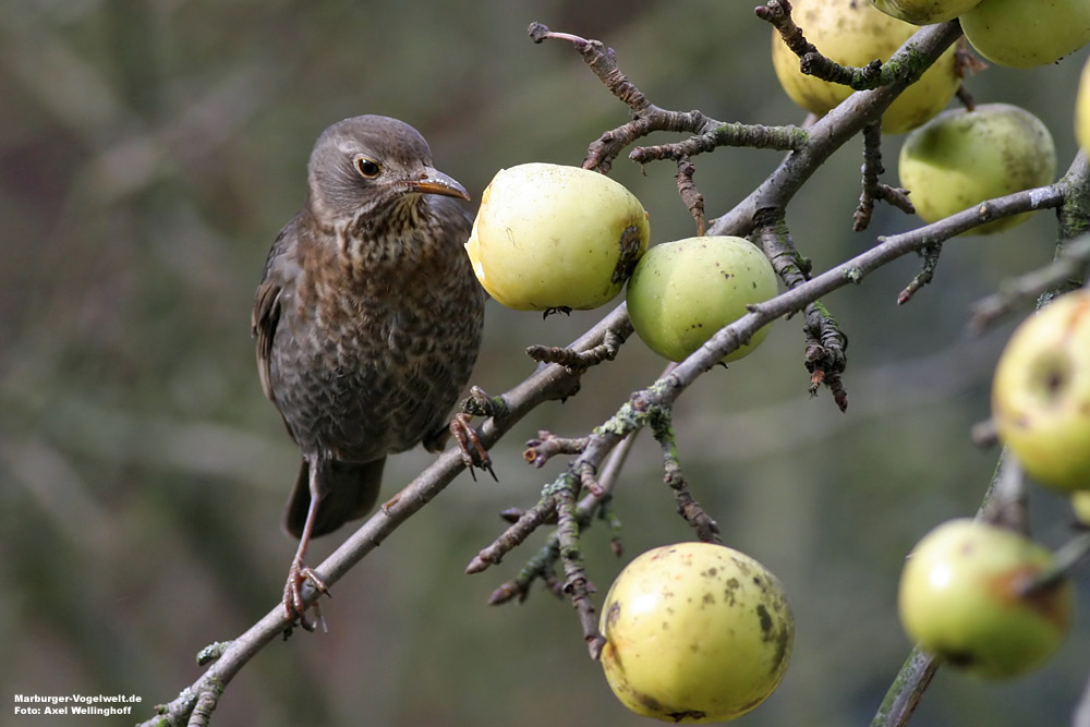 Amsel (Turdus merula)