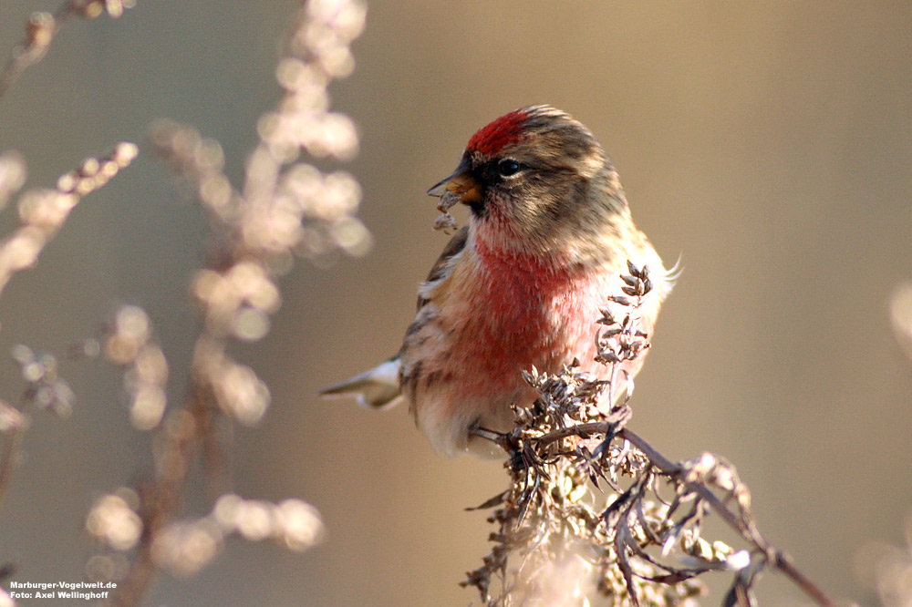 Birkenzeisig (Carduelis flammea)