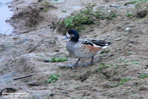 Chile-Pfeifente (Mareca sibilatrix)