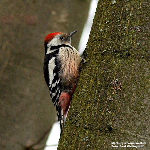 Mittelspecht (Dendrocopos medius)