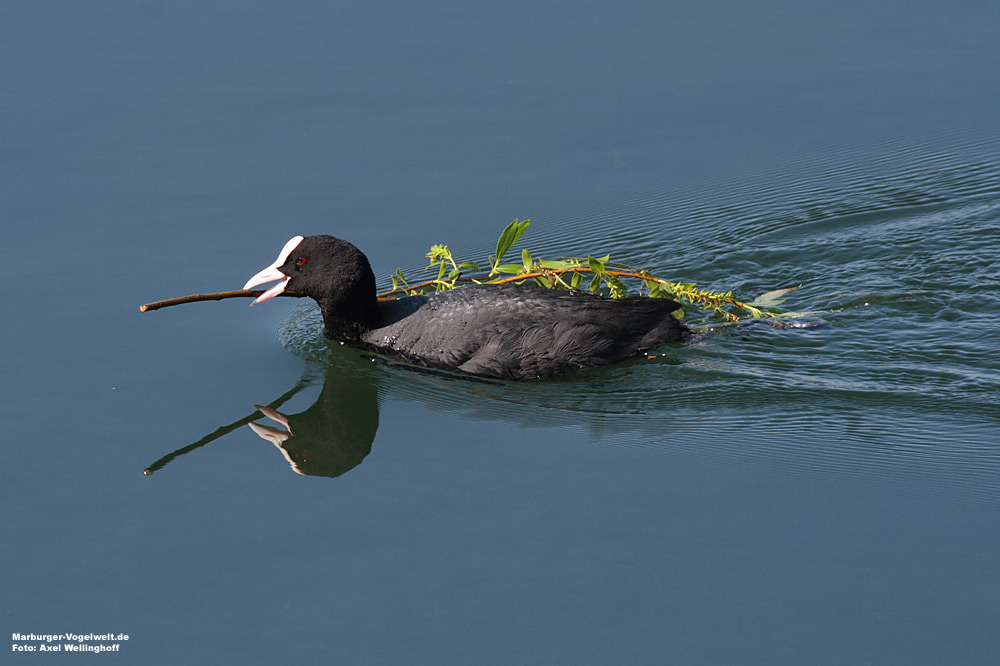 Blhuhn (Fulica atra) mit Nistmaterial