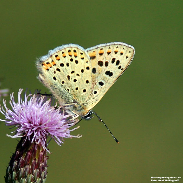 Brauner Feuerfalter - Lycaena tityrus