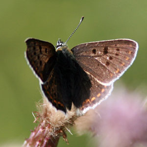 Brauner Feuerfalter - Lycaena tityrus