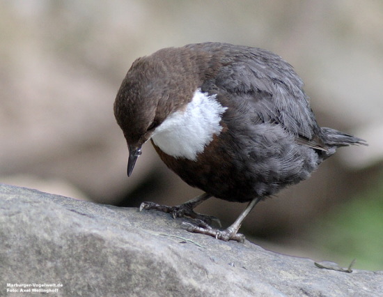 Wasseramsel