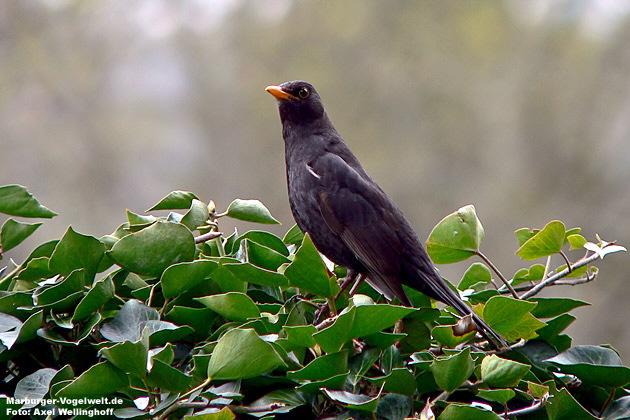 Amsel