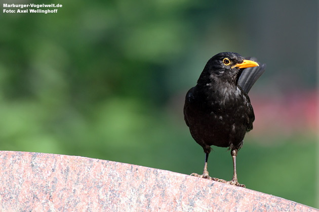 Amsel