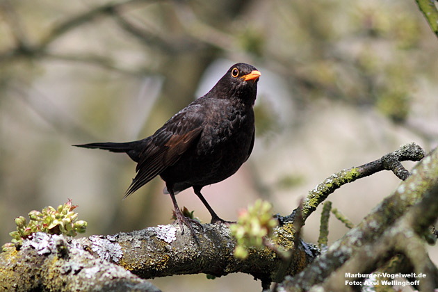 Amsel