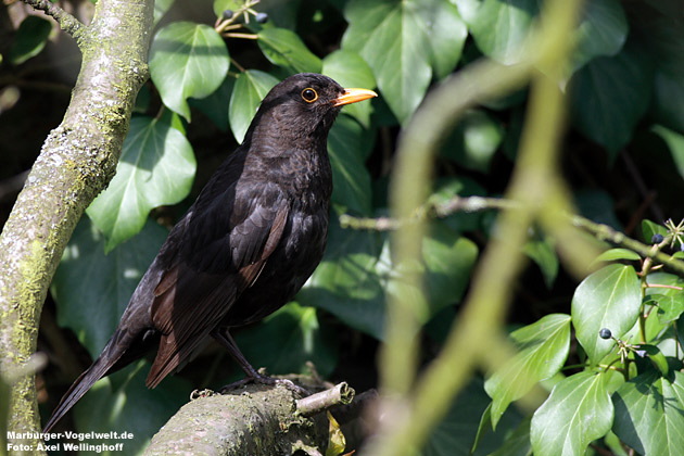 Amsel