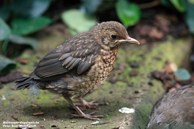 Amsel