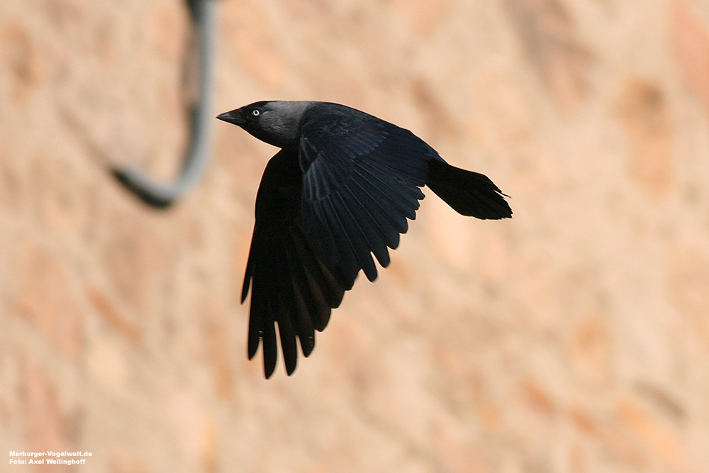 Dohle (Corvus monedula)