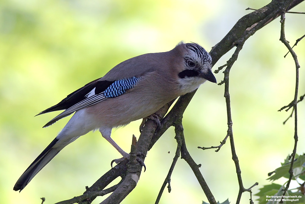 Eichelhher (Garrulus glandarius)