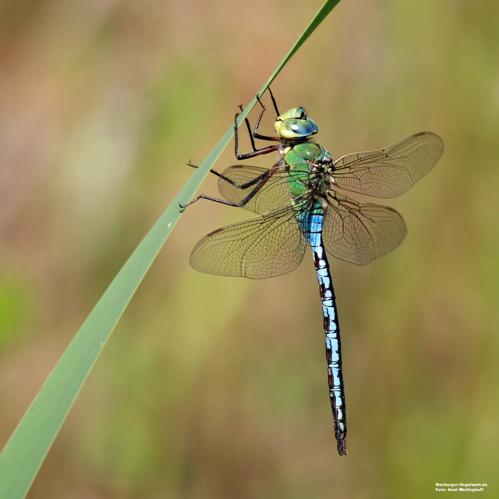 Groe Knigslibelle - Anax imperator