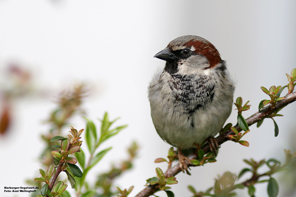 Haussperlingsmnnchen (Passer domesticus)