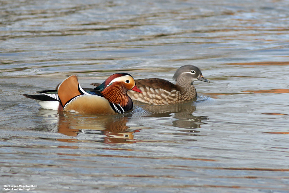 Mandarinenten (Aix galericulata)