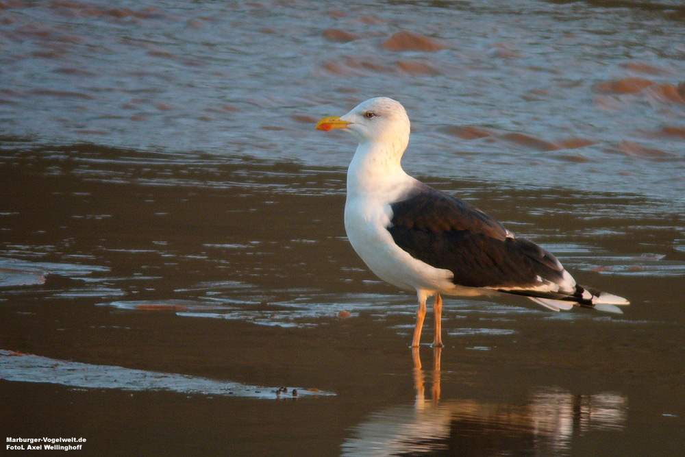 Mantelmwe (Larus marinus)