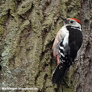 Mittelspecht (Dendrocopos medius)