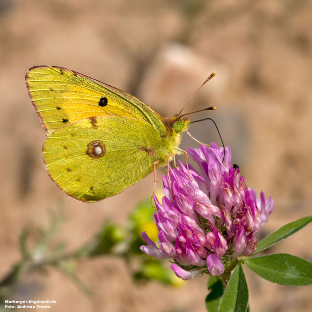 Postillon - Clouded Yellow - Colias croceus 